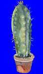 植物水彩画