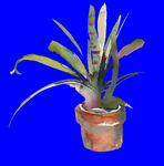植物水彩画