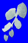 植物水彩画