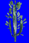 植物水彩画