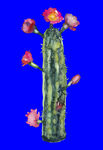 植物水彩画