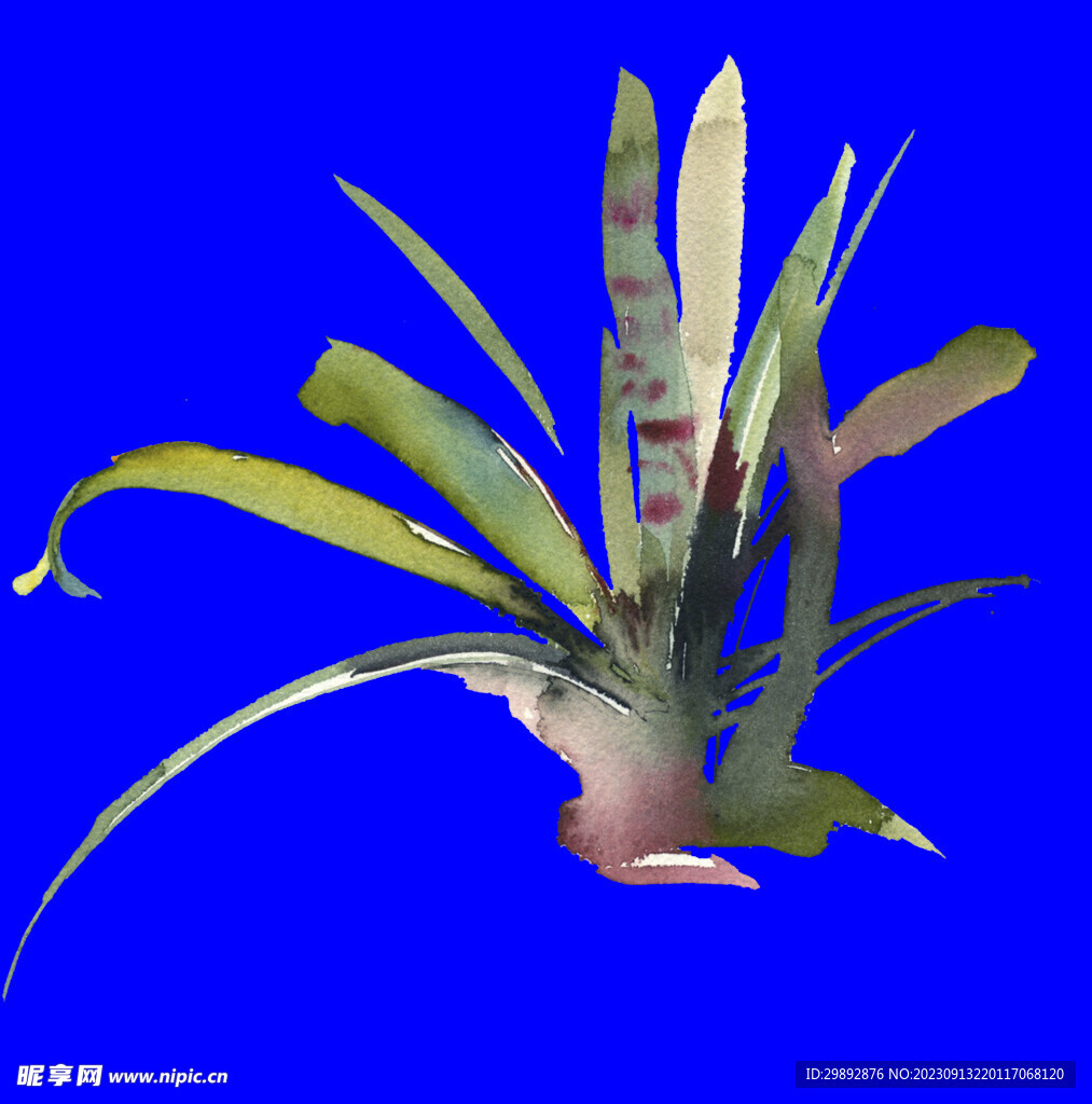 植物水彩画