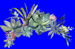 植物水彩画