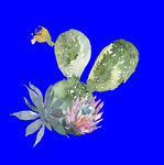 植物水彩画
