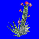植物水彩画
