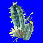 植物水彩画
