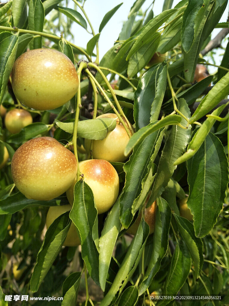 冬枣高清特写 