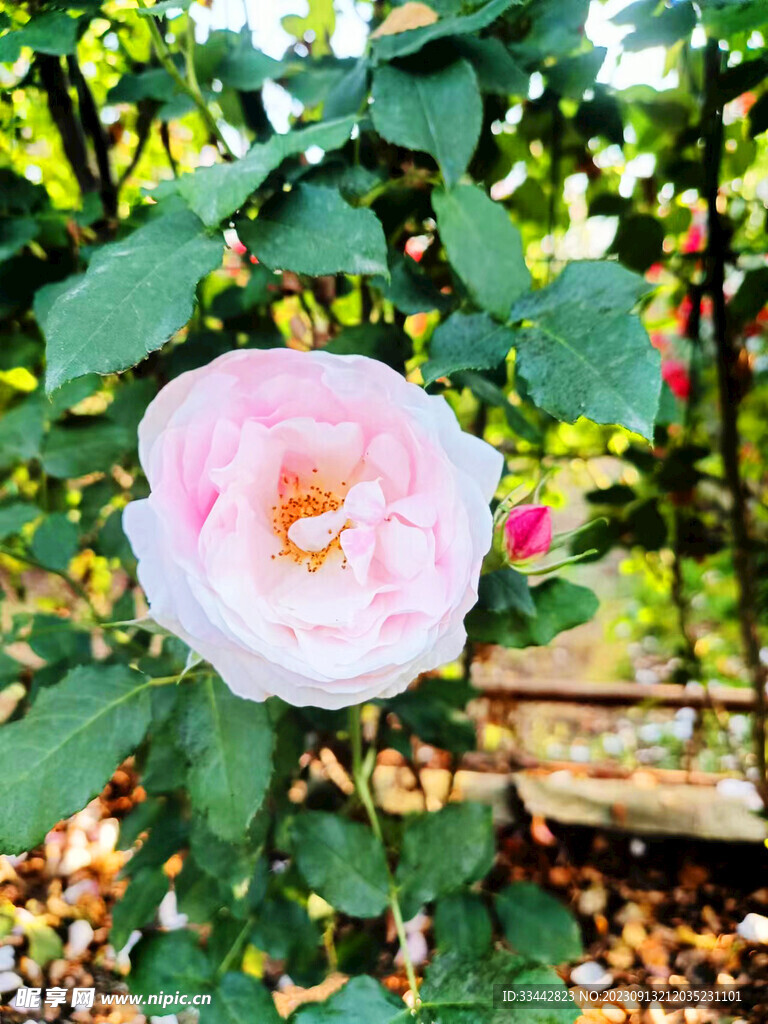 牡丹花