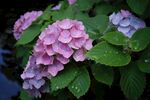 绣球花