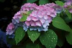 绣球花