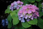 绣球花