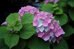 绣球花