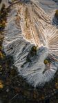 航拍雪山和树林