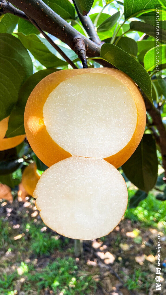 脆梨