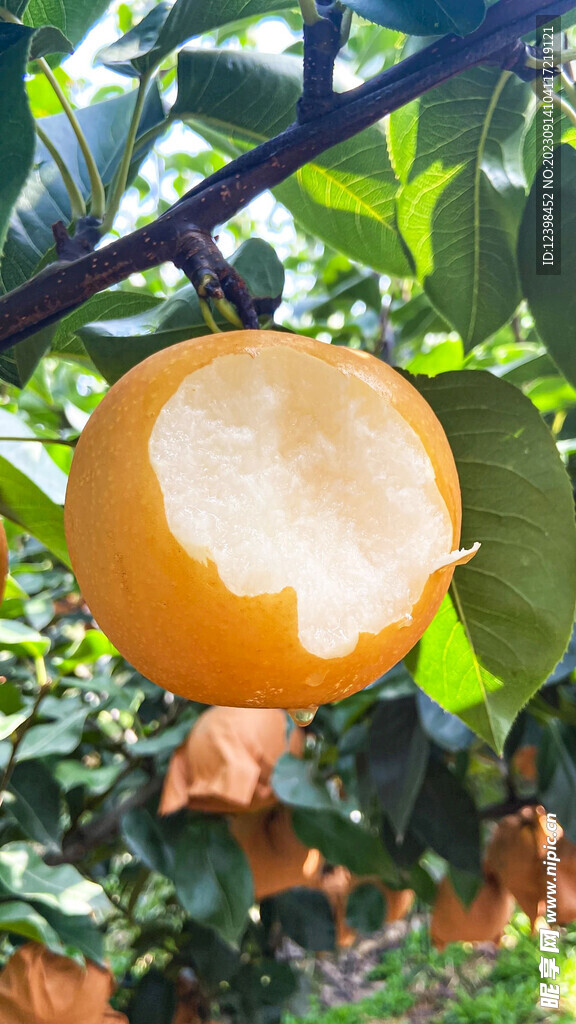 脆梨