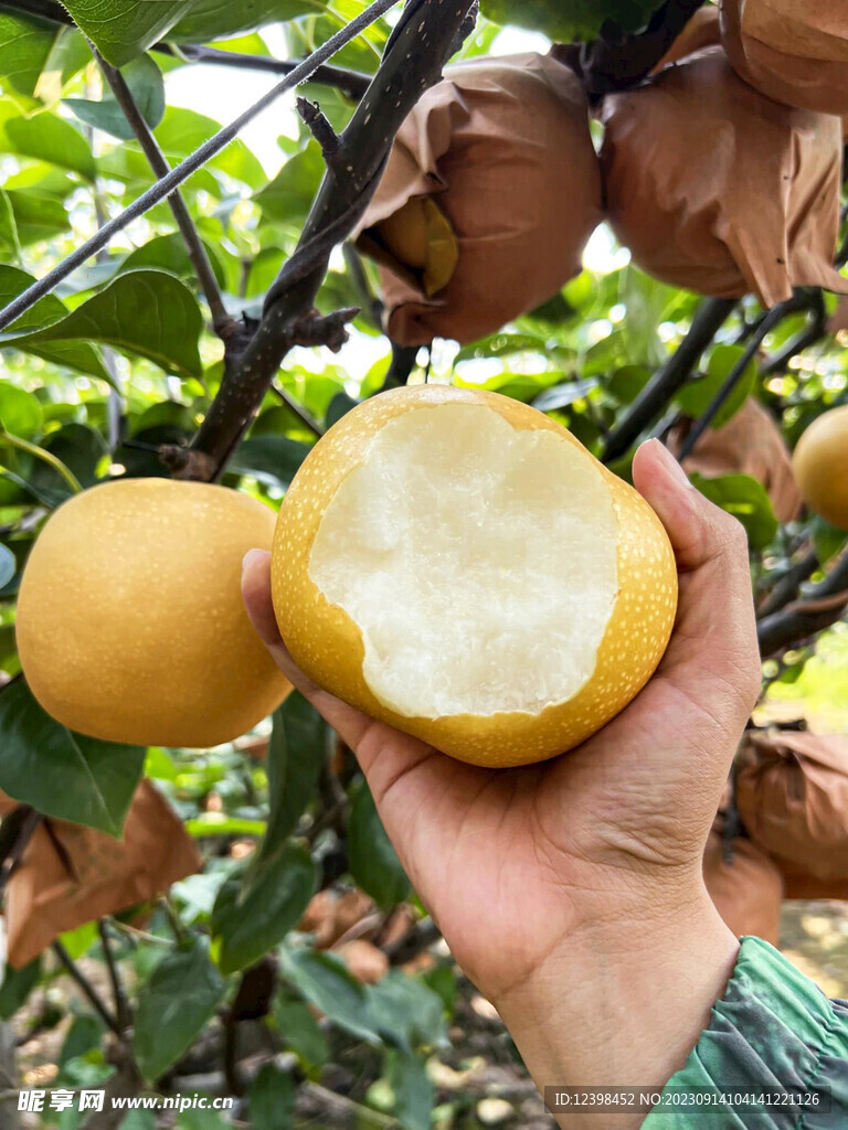 脆梨