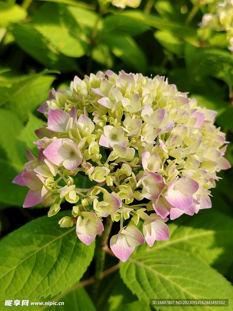 绣球花
