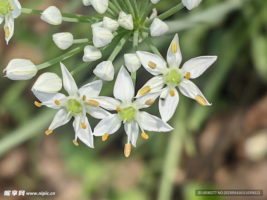 韭菜花