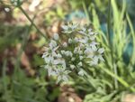 白色韭菜花