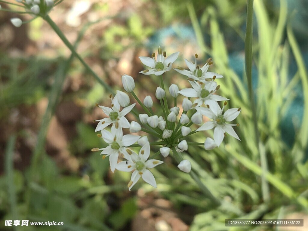 白色韭菜花