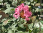 紫薇花