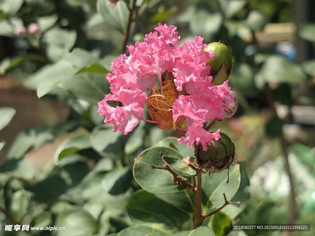 紫薇花