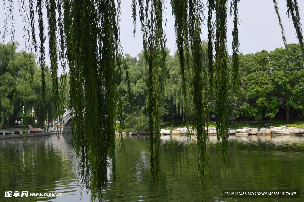垂柳风景 