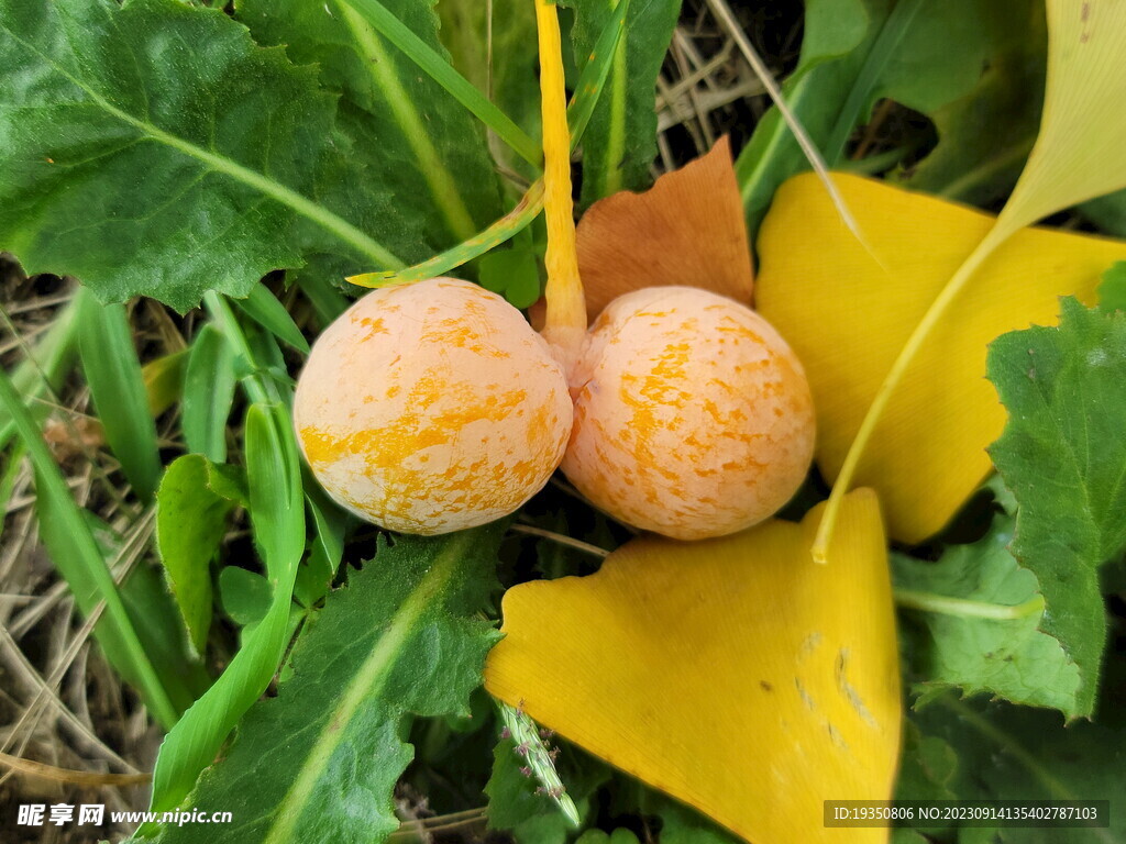 秋天银杏的果实