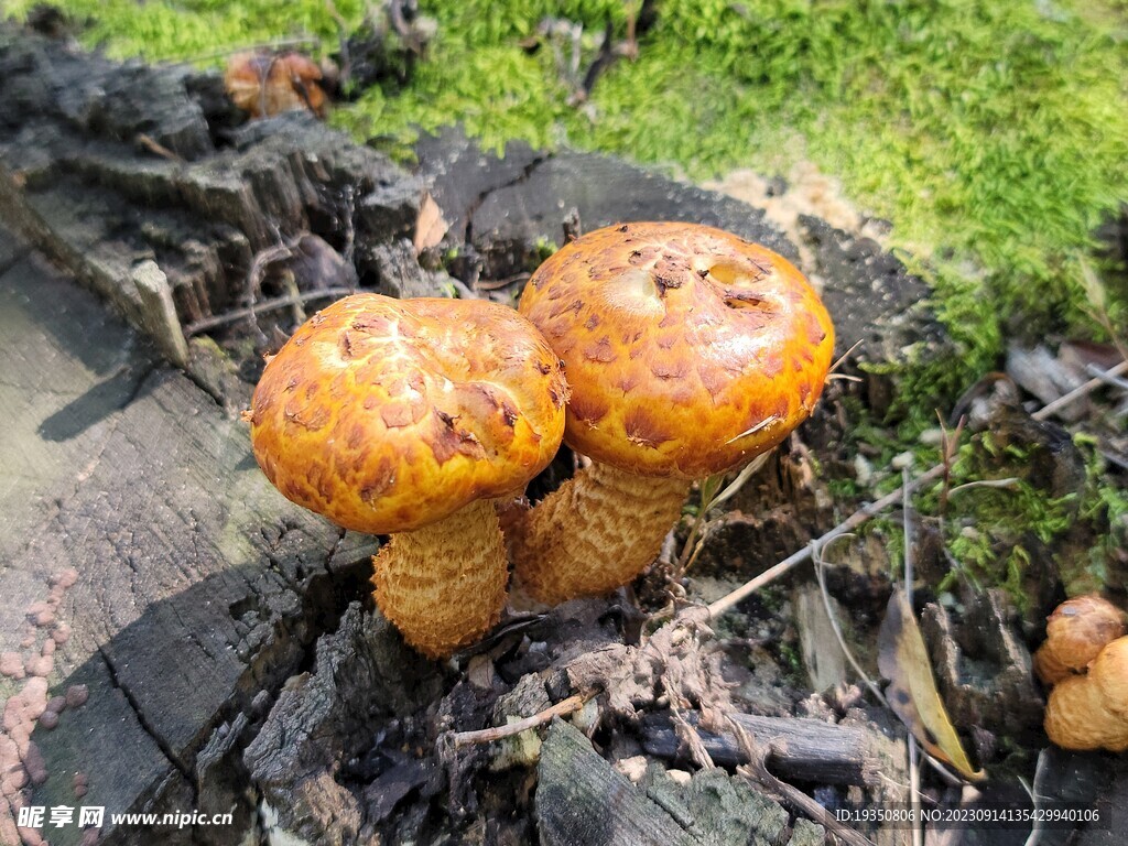 野生菌类蘑菇