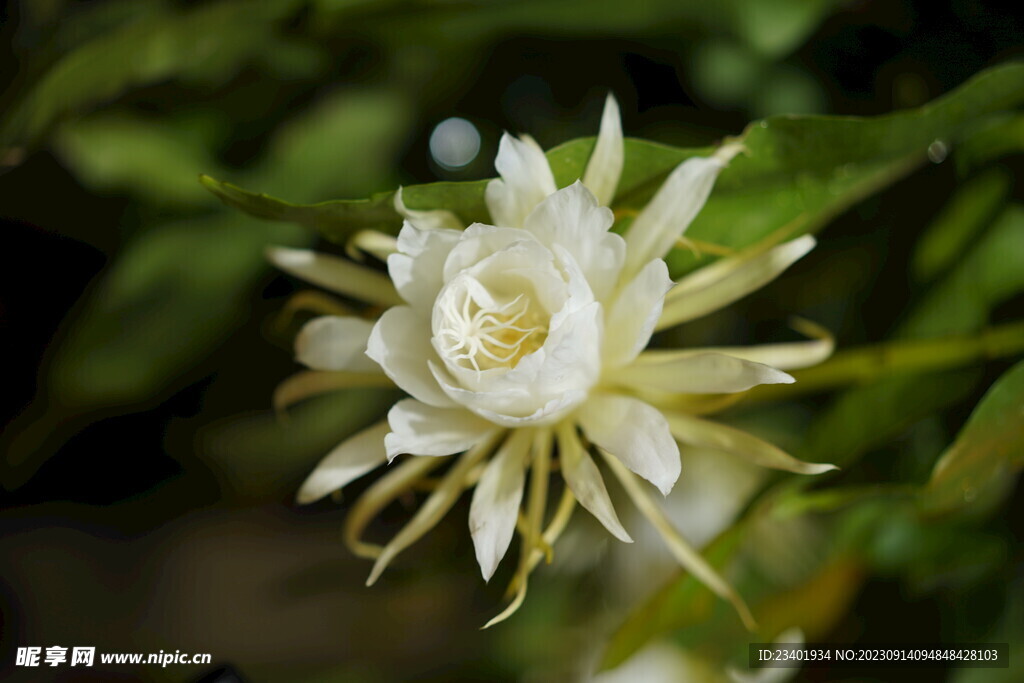 昙花花卉