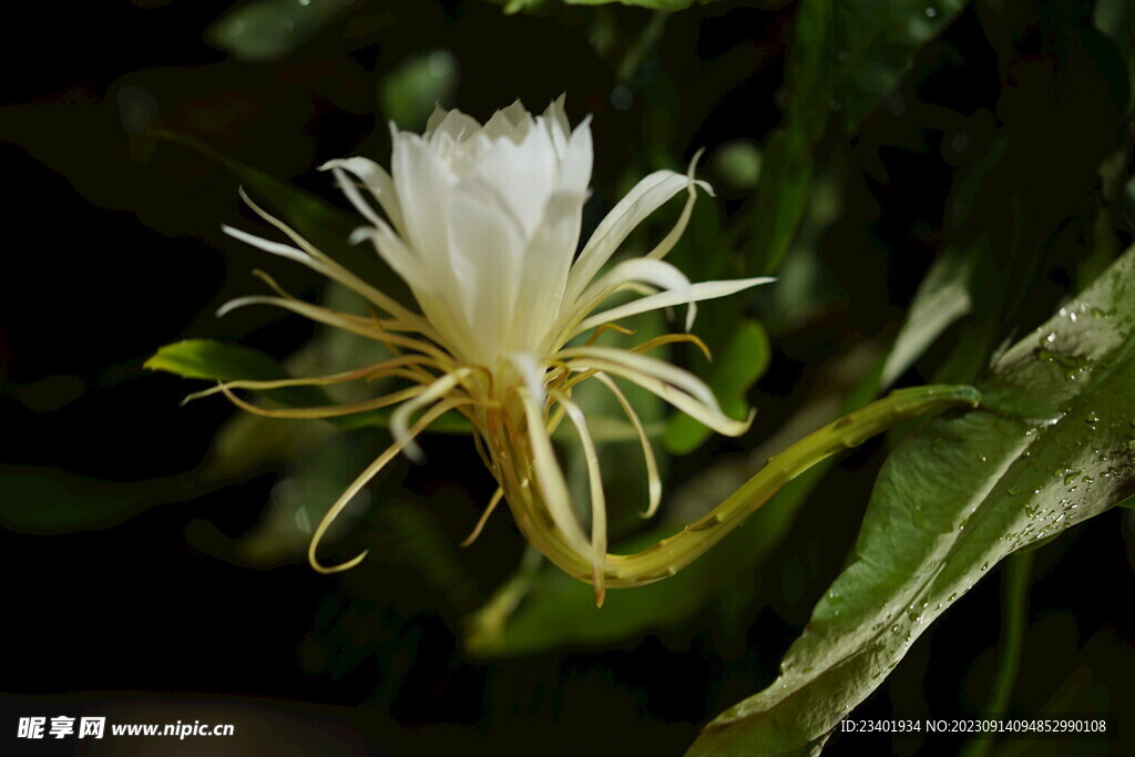 昙花花草