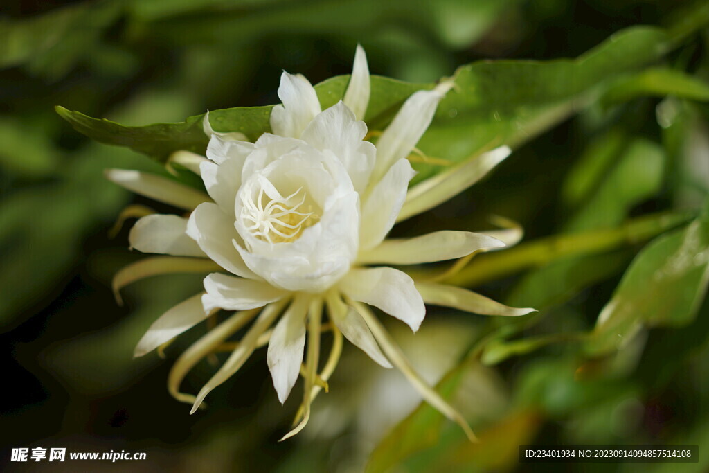 昙花花卉