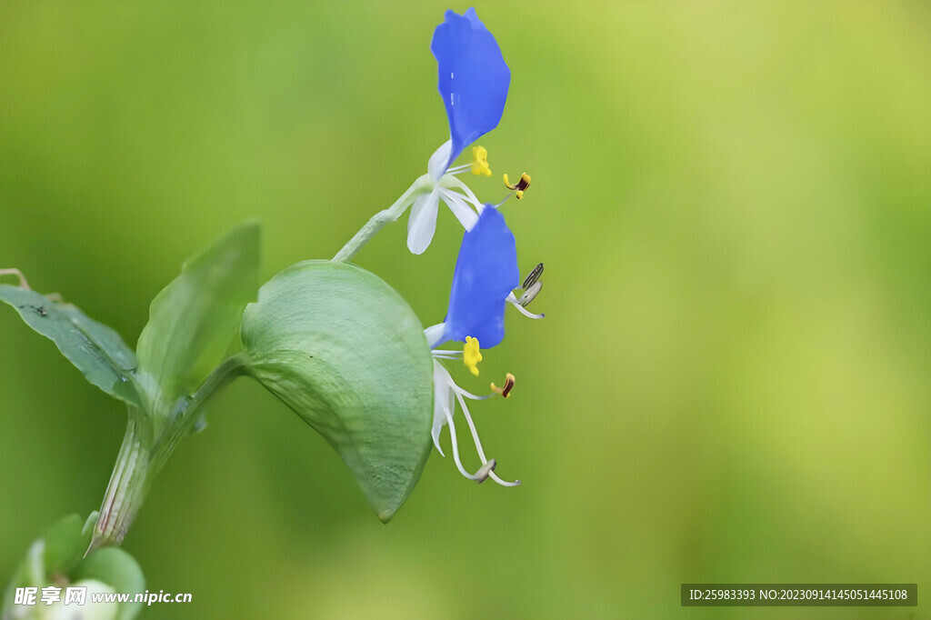野花