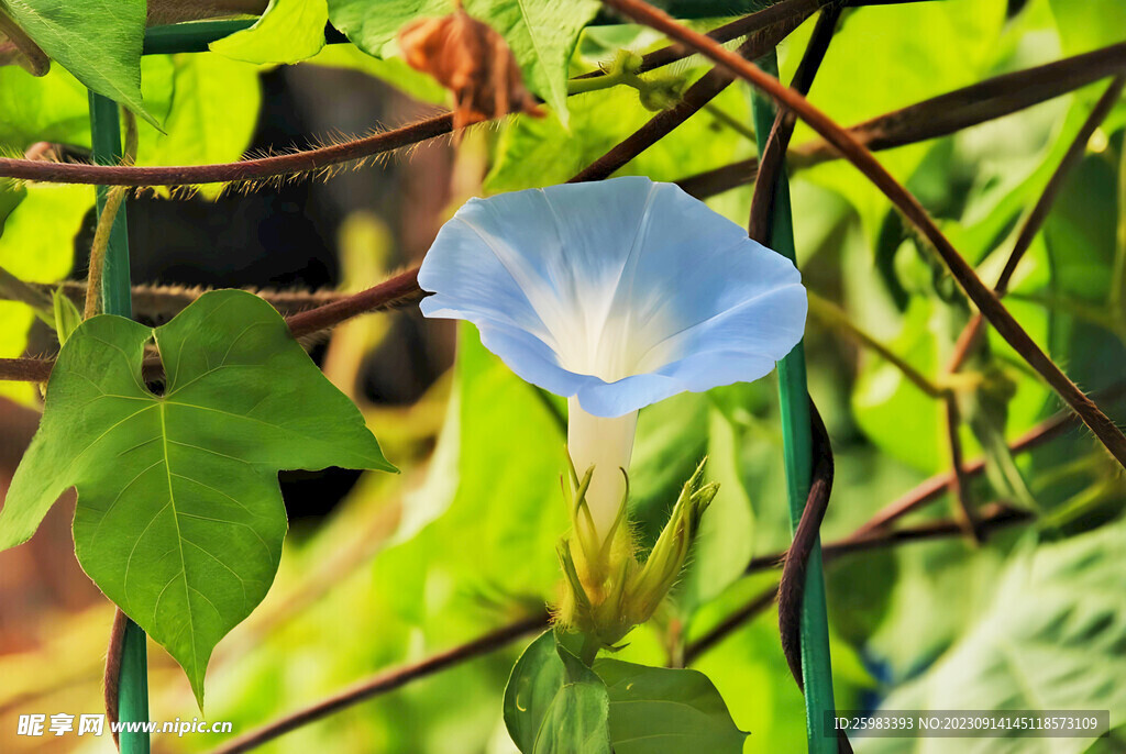 野花