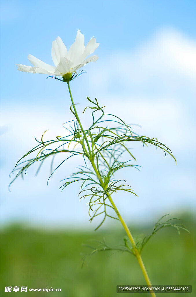 雏菊