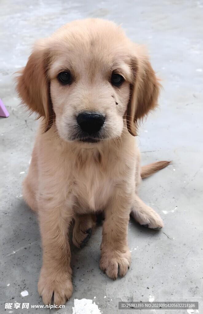 狗