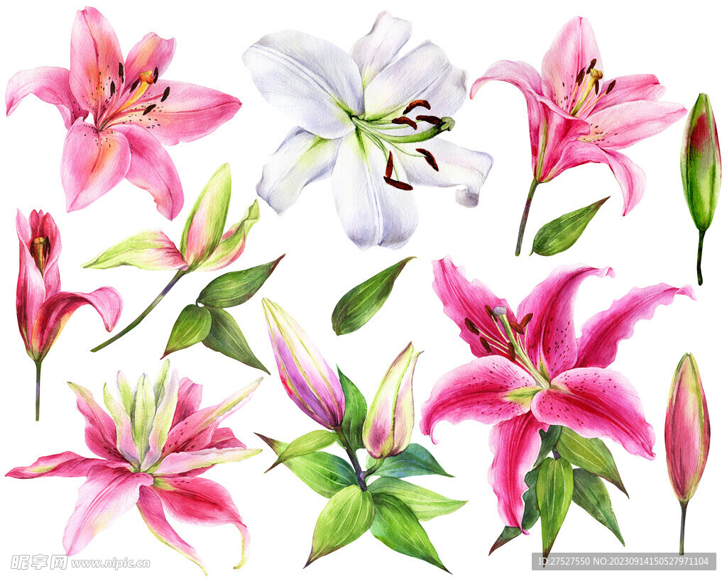 百合花