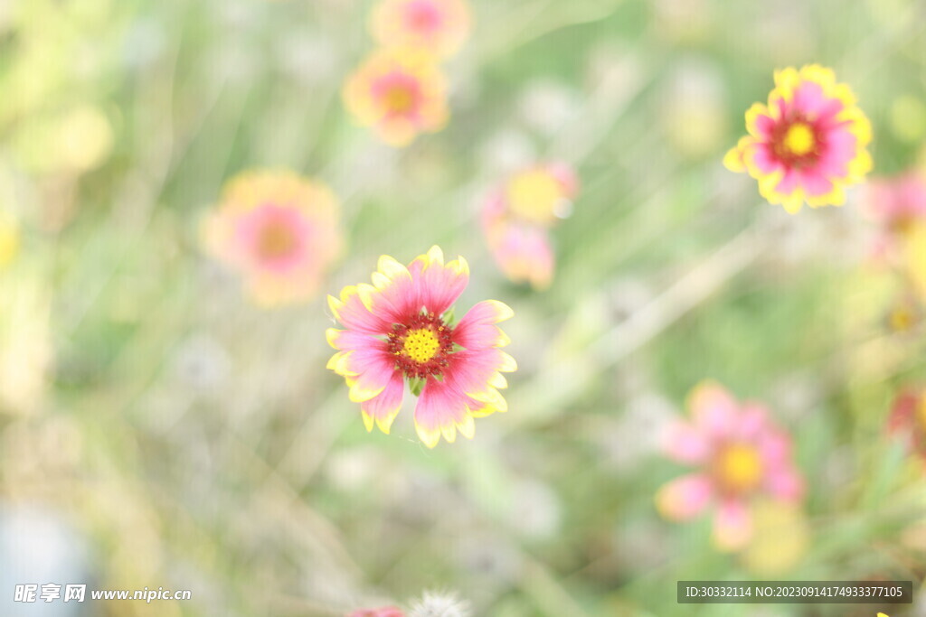 虎皮菊