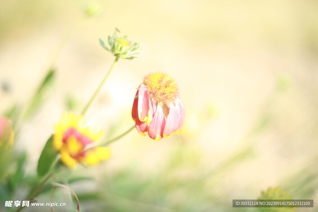 虎皮菊背景