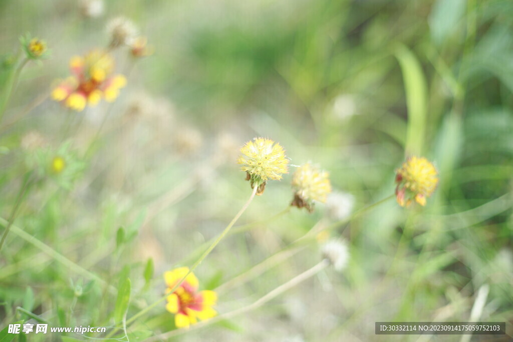 虎皮菊