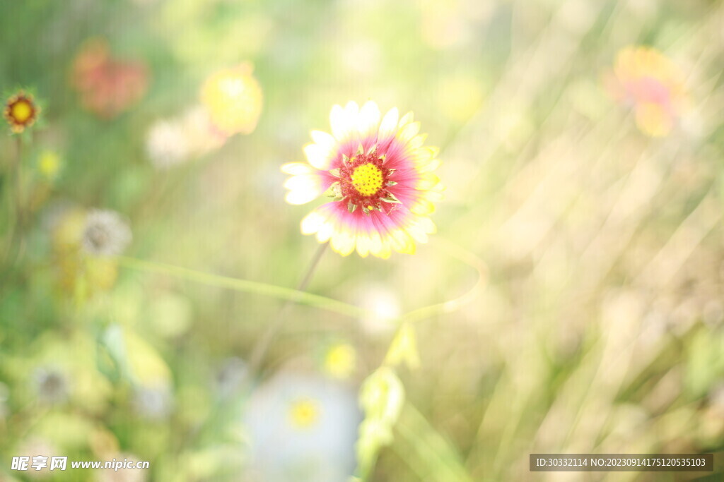 梦幻虎皮菊