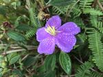 野牡丹花