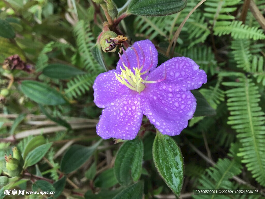 野牡丹花