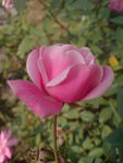 月季花 