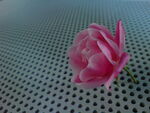 月季花