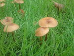 草地上蘑菇