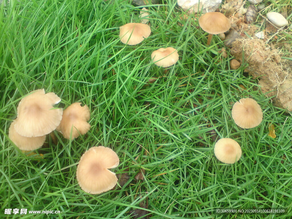 草地上蘑菇