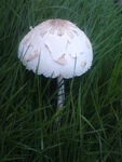  草地上蘑菇