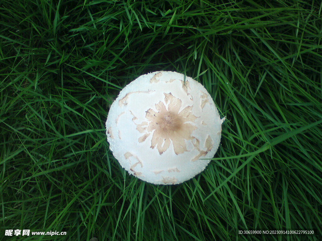 白色小蘑菇摄影图__其他生物_生物世界_摄影图库_昵图网nipic.com