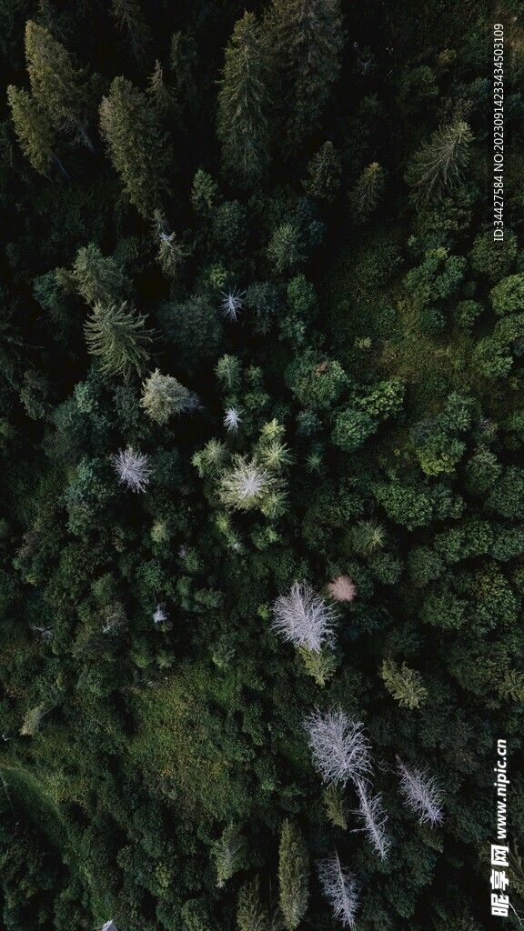 航拍树林